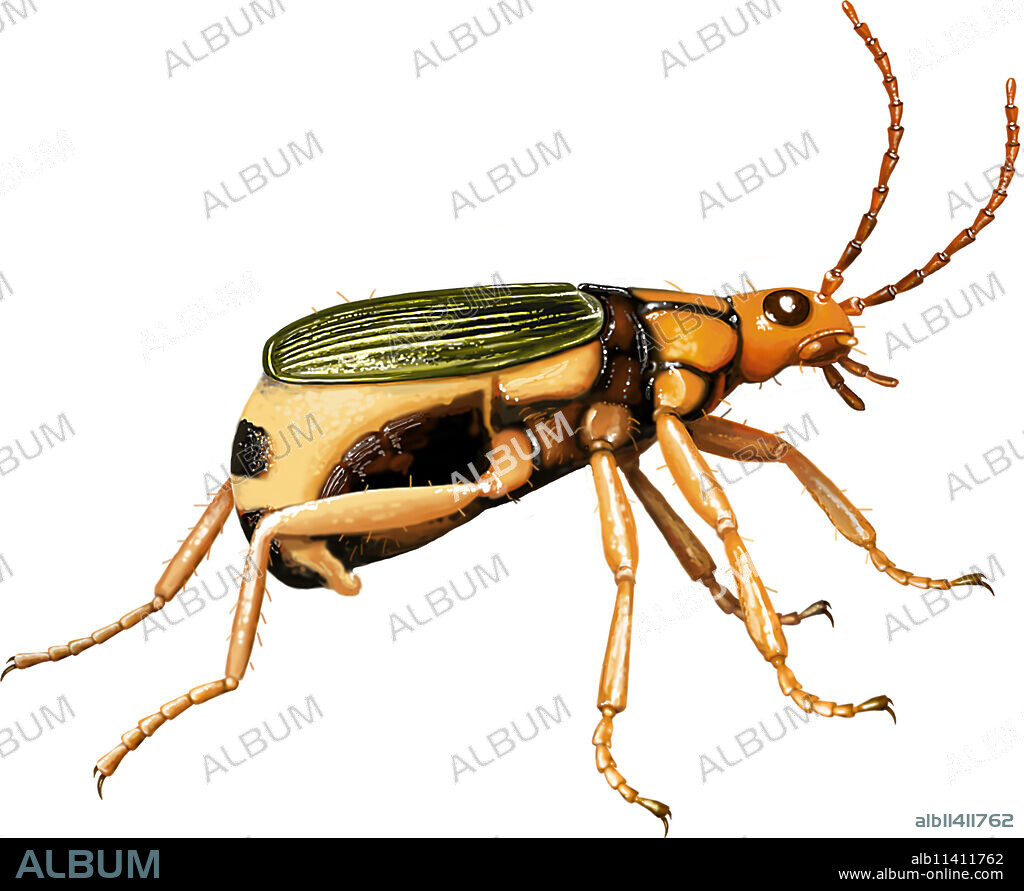 Bombardier beetles are little living ÔøObombsÔøO that are very aptly named. The 12-millimeter-long bodies of these coleopterous insects contain a variety of chemical substances, each of which is stored in a separate, carefully sealed chamber. When attacked by an amphibian or a bird, the bombardier opens these chambers, the chemicals mix together and. . . BANG! An explosion of foul-smelling and irritating jets of vapor is released from a small tube at the tip of the animalÔøOs abdomen.