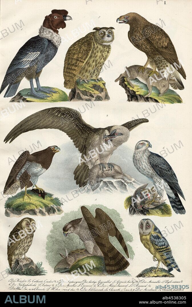 Birds: New World Vulture, Hawk-like Raptors, Real Owls, Barn Owls, 1. The Condor, 2. Lammergeier, The Bearded Vulture Eagle, 3. The Golden Eagle, 4. The Pigeon Gull, 5. The Sparrowhawk, 6. The Common Buzzard, 7. The Eagle Owl, 8. The Barn Owl, 9. The Little Owl, Taf. I, Heinrich Rudolf Schinz: Abbildungen aus der Naturgeschichte. Zürich: bei Friedrich Schulthess, [1824].