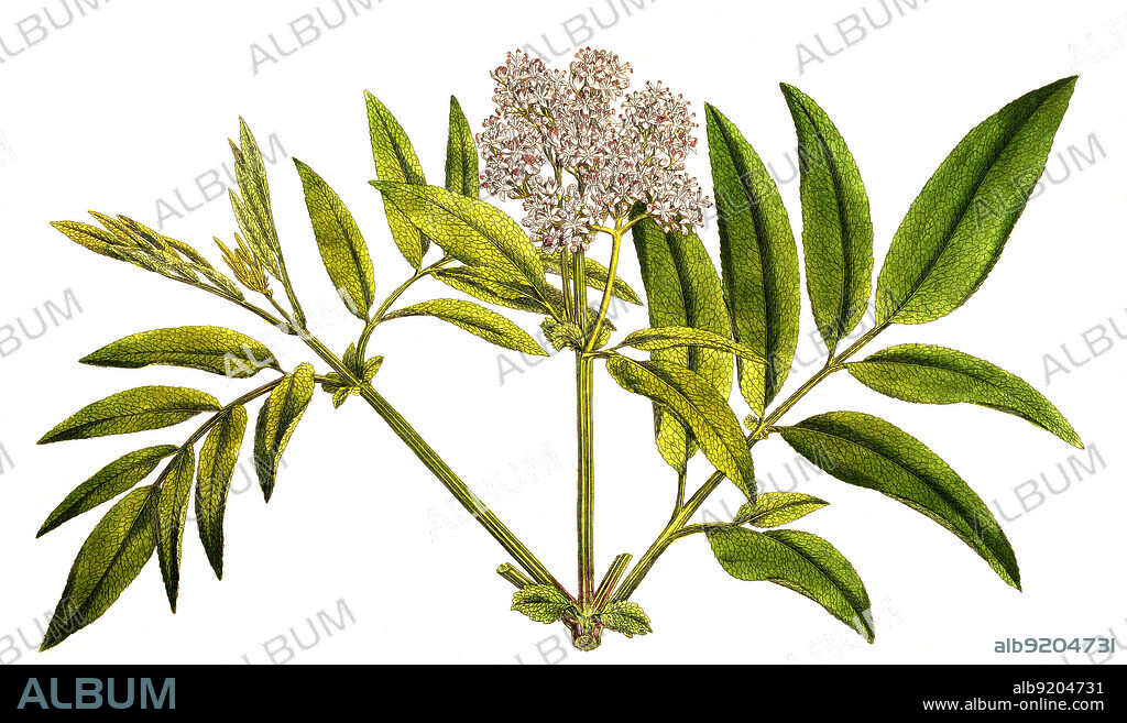 Zwerg-Holunder, Zwergholunder oder Attich, Sambucus ebulus / Sambucus ebulus, also known as danewort, dane weed, danesblood, dwarf elder or European dwarf elder, walewort, dwarf elderberry, elderwort and blood hilder, historical, digital improved reproduction of an original from the 19th century / digital restaurierte Reproduktion einer Originalvorlage aus dem 19. Jahrhundert, genaues Originaldatum nicht bekannt.
