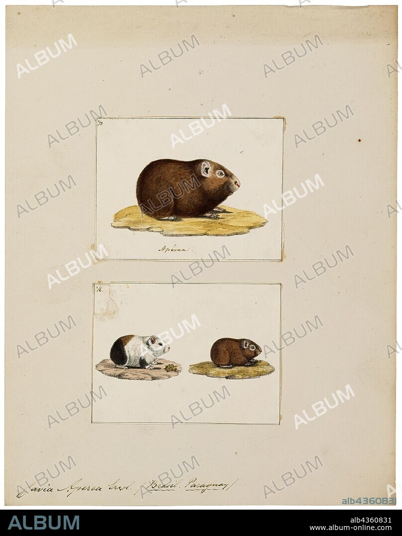 Cavia aperea, Print, The Brazilian guinea pig (Cavia aperea) (preá in Portuguese) is a guinea pig species found in Argentina, Brazil, Bolivia, Colombia, Ecuador, Guyana, Paraguay, Uruguay and Venezuela., 1700-1880.