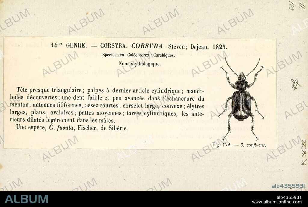 Corsyra, Print, Corsyra fusula is a species of beetle in the family Carabidae, the only species in the genus Corsyra.