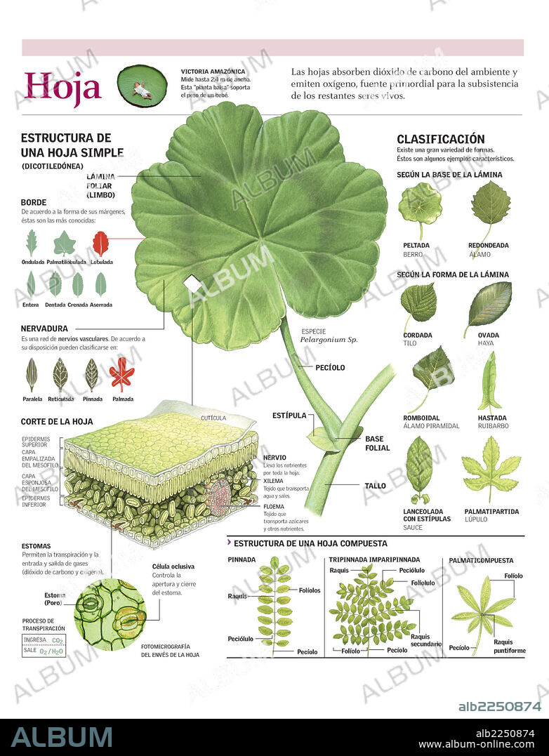 HOJA. Infografía de las partes de la hoja, clasificación e intercambio de gases con la atmósfera.