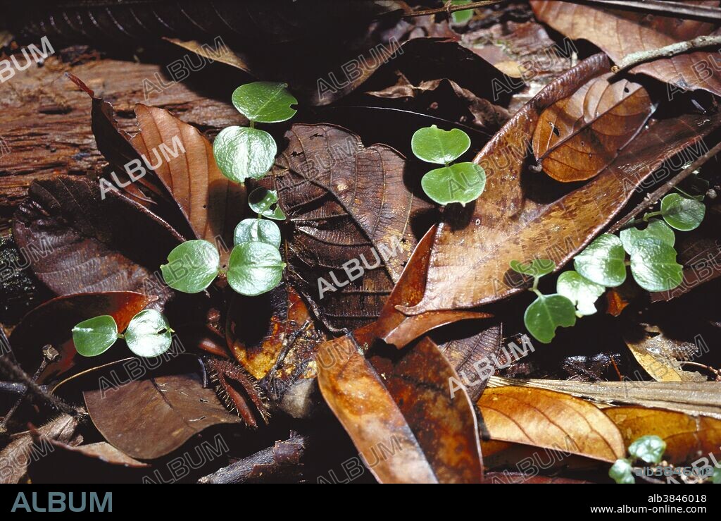 Seedlings among rainforest litter in Lambir Hills National Park, Borneo, Sarawak, Malaysia.