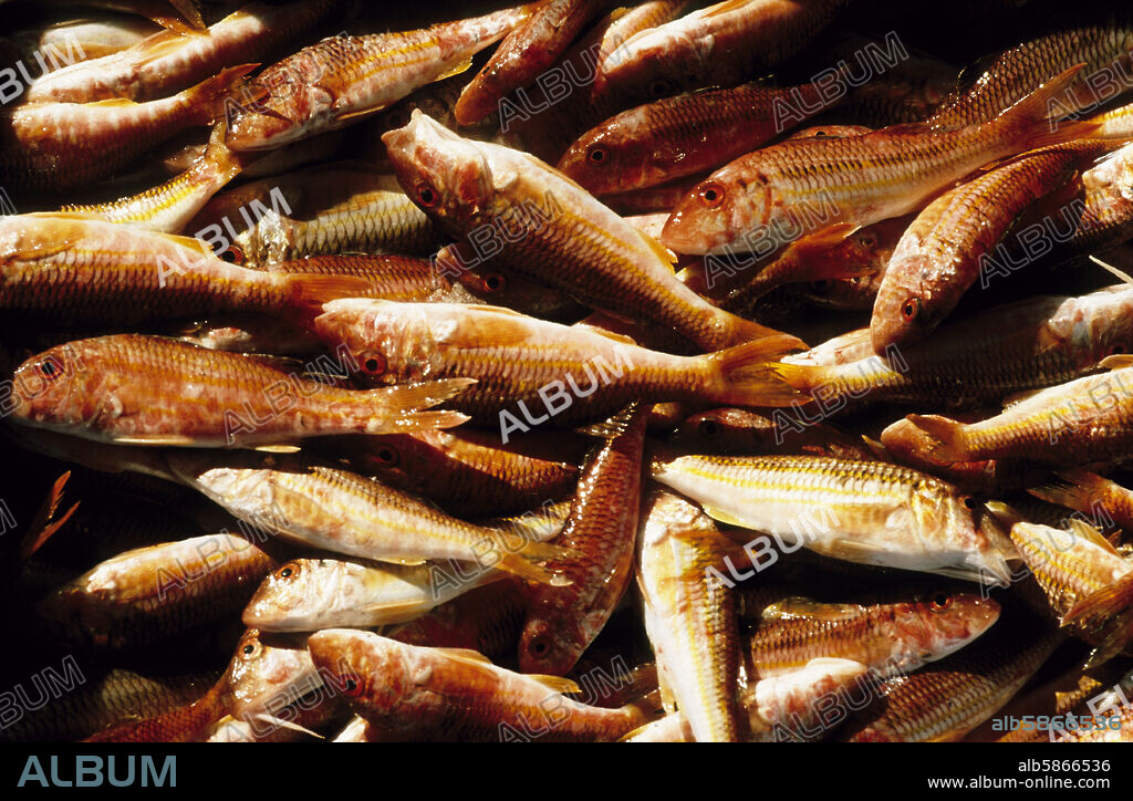 lonja de L'Ametlla de Mar (Costa Dorada / Daurada); salmonetes.