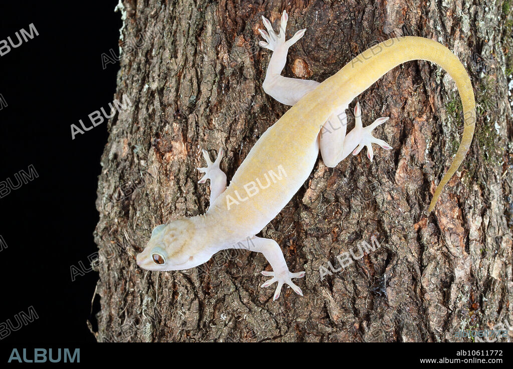 Golden Gecko (Gekko badenii) native to Vietnam climbing on a tree stump. Captive.