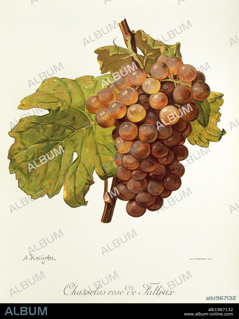 Pierre Viala (1859-1936), Victor Vermorel (1848-1927), Traite General de Viticulture. Ampelographie, 1901-1910. Tome II, plate: Chasselas Rose de Falloux grape. Illustration by A. Kreyder.