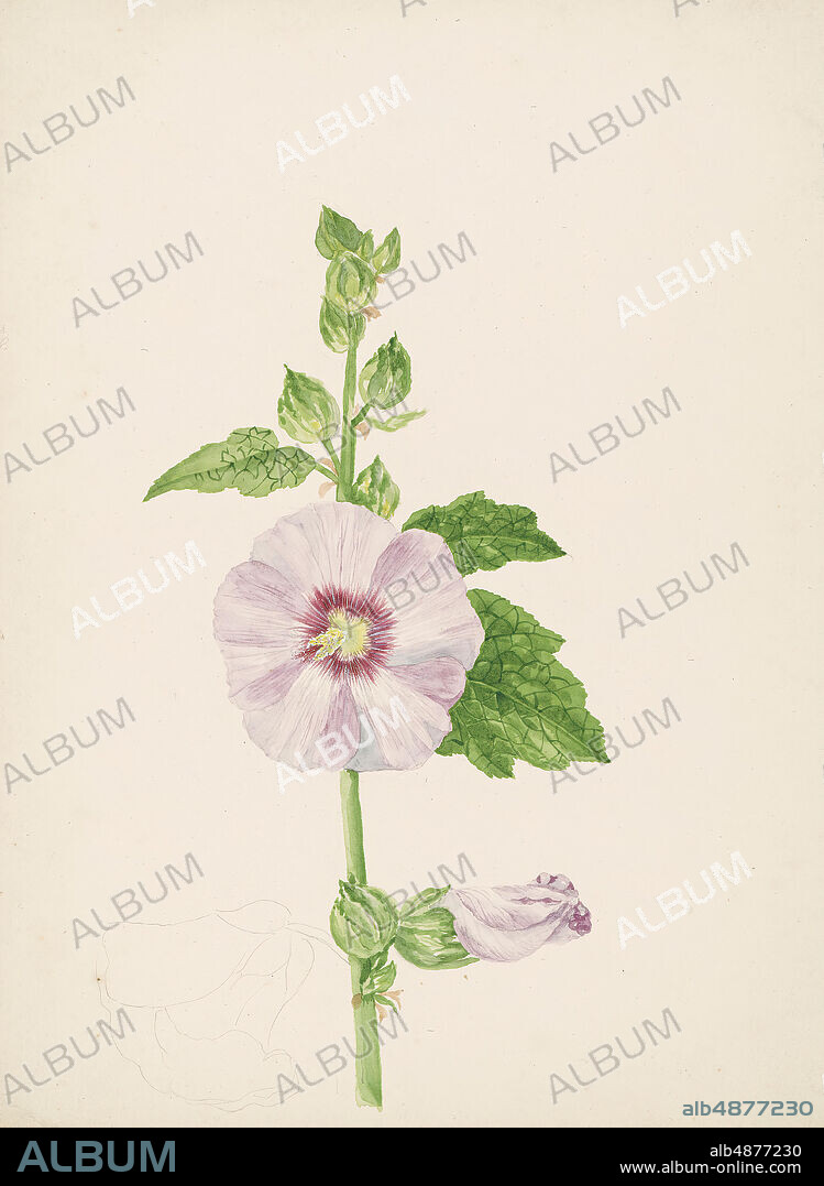 Henrietta Benson Homer, Untitled (flower study), n.d., watercolor, gouache, and graphite on off-white wove paper, 15 1/2 in. x 10 7/8 in. (39.37 cm x 27.62 cm).