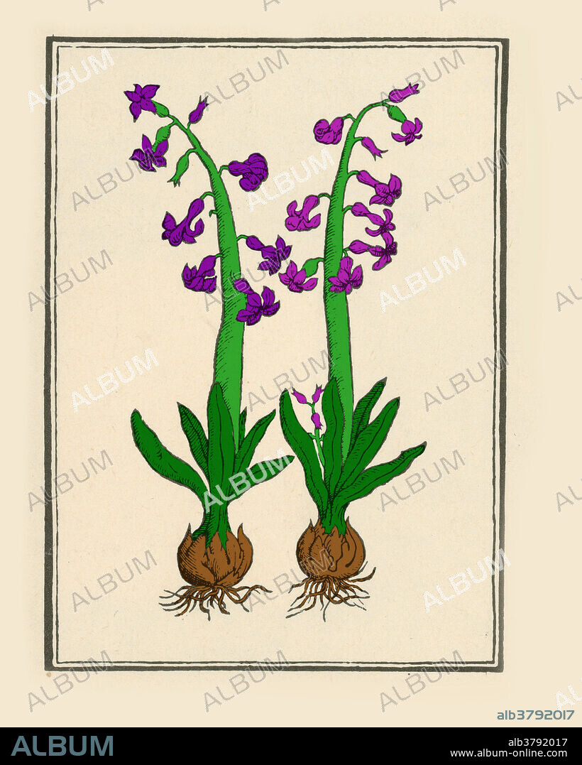 In Greek mythological legend, Hyacinthus, a beautiful Laconian youth was beloved by Apollo, the sun-god, and by Zephyrus, the west-wind. One day Hyacinthus matched Apollo in a game of quoits, a sport similar to horseshoe pitching, where flat metal rings were thrown over a peg. The jealous Zephyrus blew a quoit thrown by Apollo from its course, and the heavy ring smote Hyacinthus on the head and killed him. The grieved Apollo changed the blooddrops of his dead friend into a beautiful flower Hyacinth (hyacinthus). Symbolizing the vegetation scorched by the hot disc of the summer sun and its resurrection in spring, this legend was commemorated in ancient Greece in the yearly Hyacinthia festival.