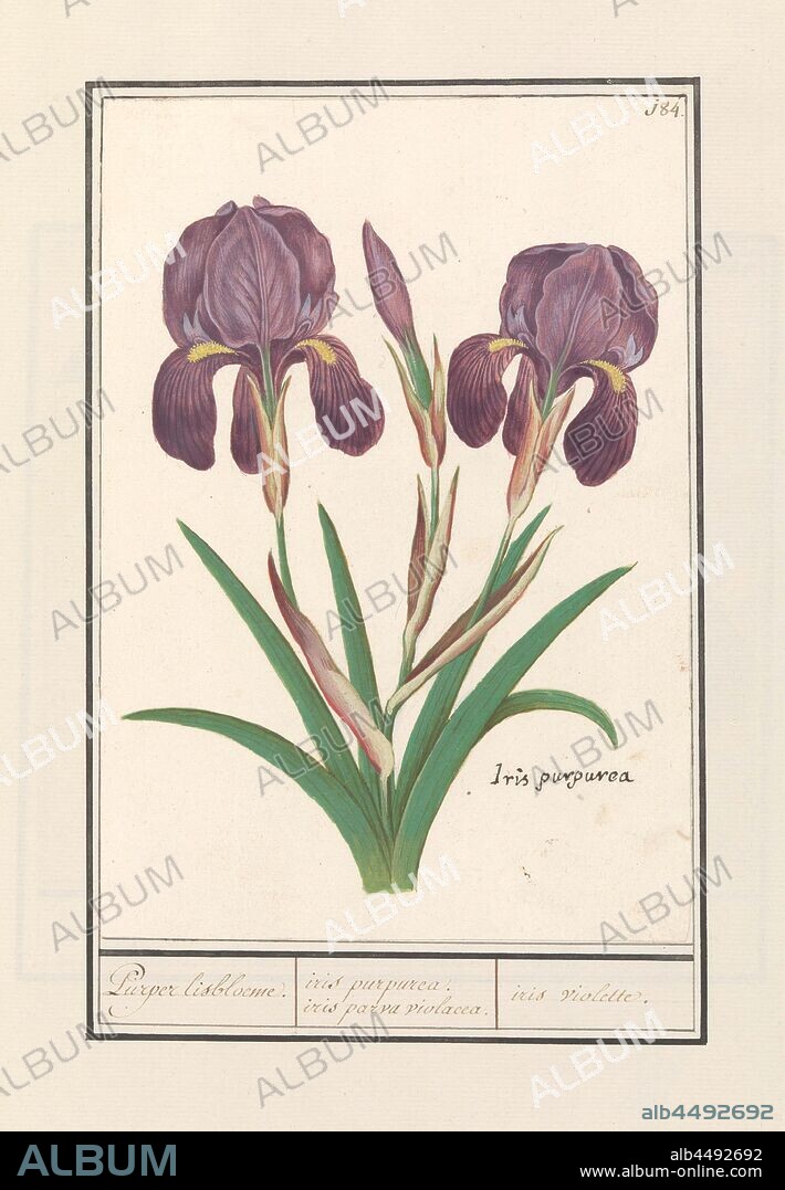 Purple iris (Iris germanica) Purple iris flower / iris purpurea, iris parva violacea. / iris violet (title on object), Purple iris. Numbered top right: 184. Bottom right the Latin name. Part of the second album with drawings of flowers and plants. Ninth of twelve albums with drawings of animals, birds and plants known around 1600, commissioned by Emperor Rudolf II. With explanations in Dutch, Latin and French., Anselmus Boetius de Boodt, 1596 - 1610, paper, watercolor (paint), deck paint, chalk, ink, pen, h 227 mm × w 158 mm.