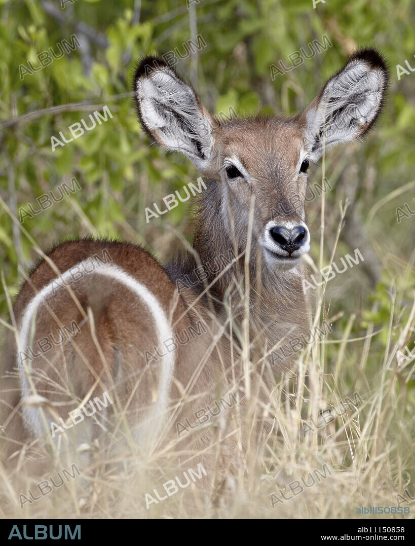 Young common waterbuck (Ellipsen waterbuck) (Kobus ellipsiprymnus ellipsiprymnus), Kruger National Park, South Africa, Africa.