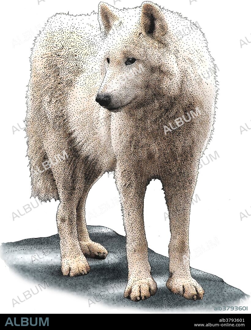 Illustration of a Tundra wolf (Canis lupus albus).
