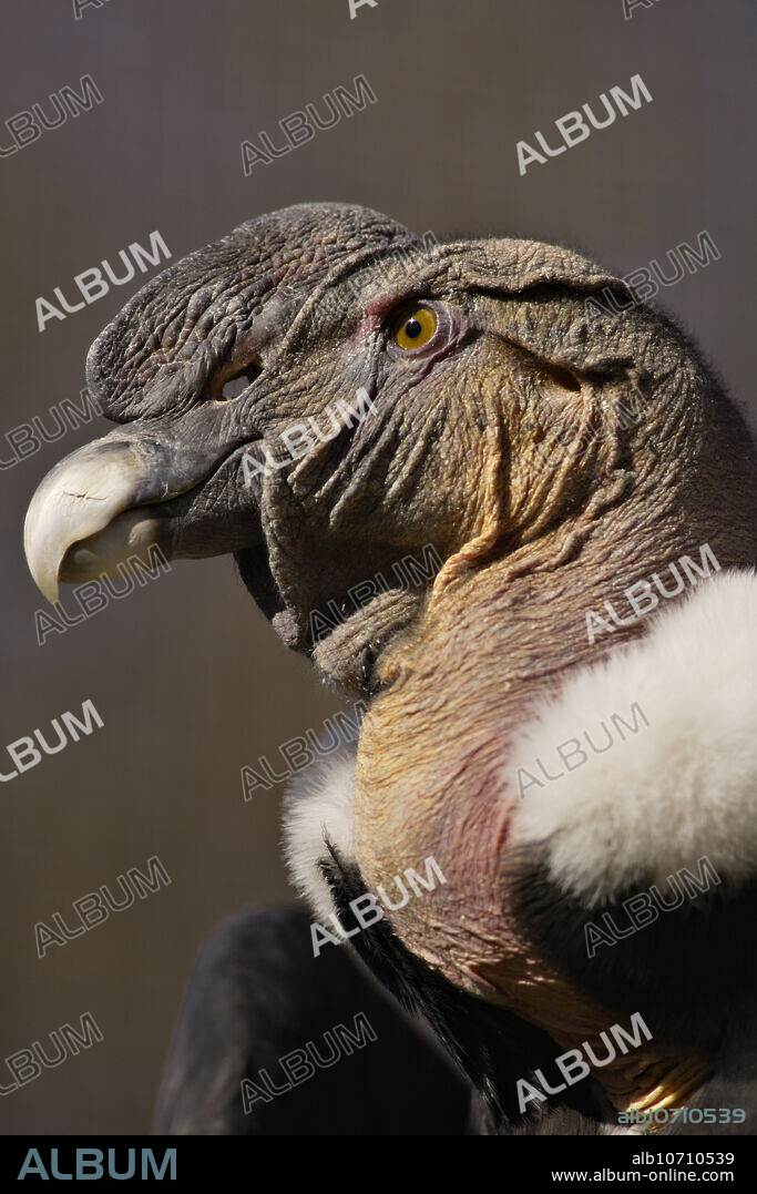 The Andean Condor (Vultur gryphus) is one of the largest flying birds in the world, weighing 9 to 12 kg. They have very broad wings with a span of over 3m. These birds are black with white patches on the wings and a white ruff around the neck. The Andean Condor is found in the Andes Mountains of South America. They are generally confined to areas where strong winds are available to support their soaring manner of flight. This individual was photographed at the World Wildlife Zoo in Phoenix, Arizona.