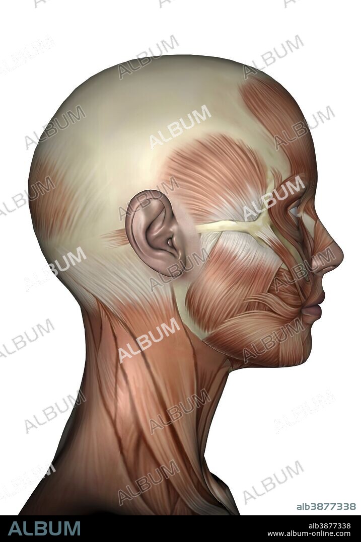 Human anatomy of female facial muscles, profile view.
