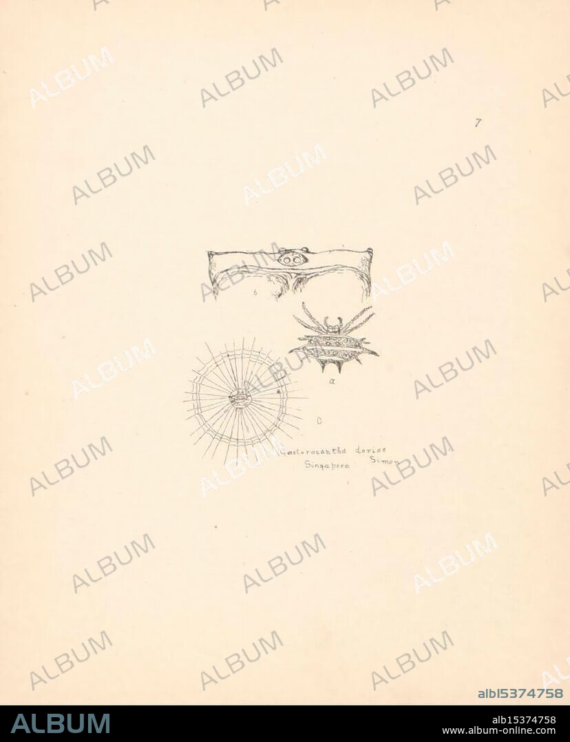 Malaysian spiders Belfast T. Workman 1896-1900 Malaysia Pictorial works Spiders Spider Arachnid Color collections Arachnology Singapore Gasteracantha doriae Doria's spiny spider Orb weavers Tor d'Tamerlan Teodor Orell Spider webs Arthropoda Arthropod Page frights Halloween, The illustration features a detailed representation of a crab, identified as a 'Giant crab' from Singapore, accompanied by a circular compass-like design. The crab is depicted with intricately drawn features, showcasing its legs and shell structure. Below the crab, the compass design is characterized by radiating lines, forming a series of concentric circles that create a sense of depth and directionality. The caption notes its origin, highlighting the crab's geographical significance in Singapore. The overall composition reflects a blend of marine biology and navigational elements, inviting viewers to appreciate the natural world and cartographic artistry.