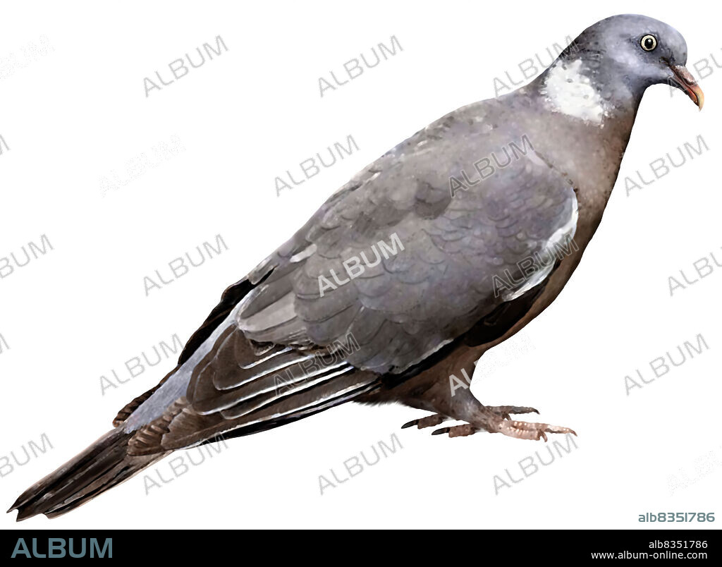 In female pigeons, the crop, a pocket-like organ used to store food, fills up with a white liquid resembling milk. Known as pigeons milk, this substance is fed to nestlings during the first 10 days of their lives and provides the nutrients required for their development.