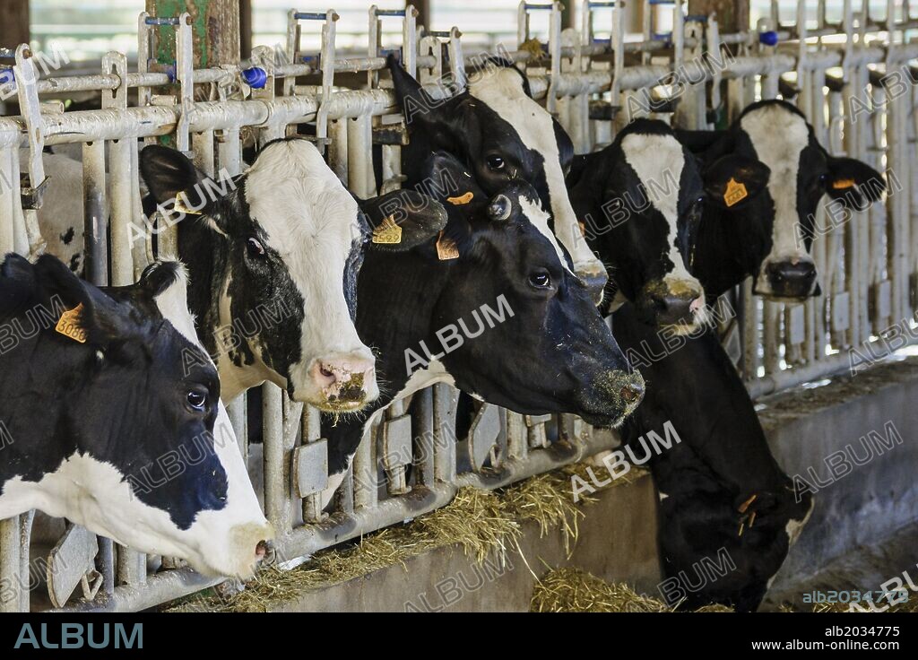 establo de vacas, fabricacion artesanal de queso Binigarba - denominacion de origen Mahon artesano- finca Binigarba, Ciutadella, Menorca, Islas Baleares, españa, europa.