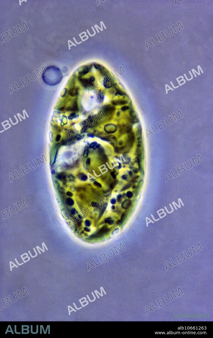 Euglena gracilis under a microscope