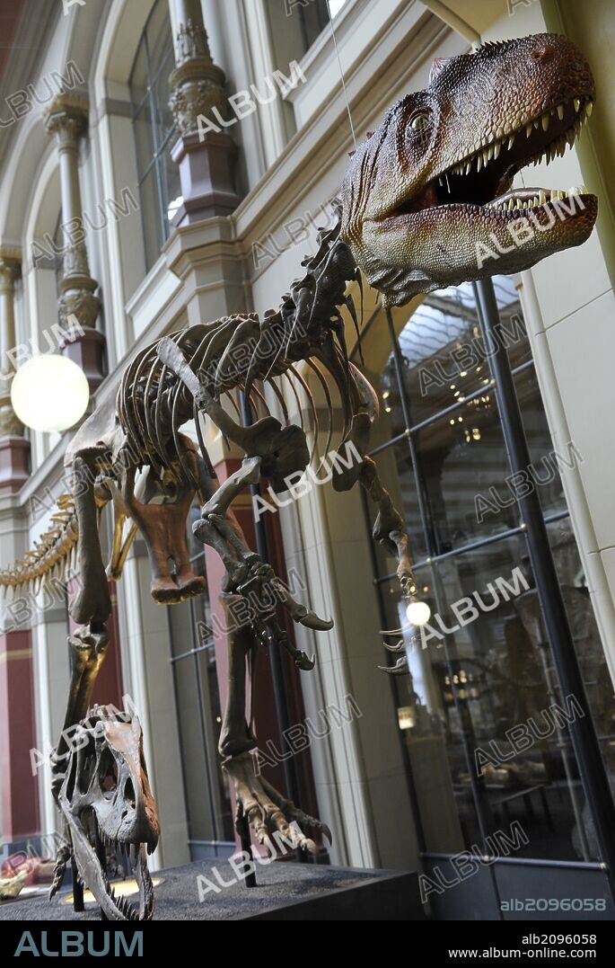 Allosaurus. Genus of carnivorous theropod dinosaur that lived 155 to 145 million years ago. Late Jurassic Period. Bipedal predador. Reconstruction dinosaur skeleton. Natural History Museum, Berlin. Germany.