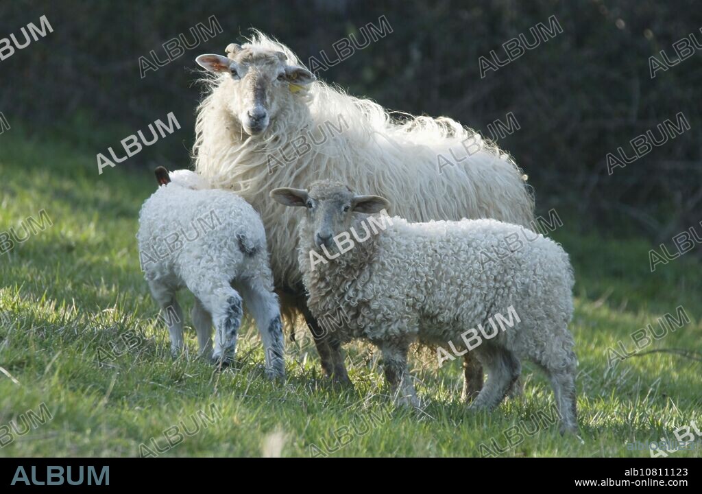 Sheep Latza, Aztiria, Gabiria, Gipuzkoa, Basque Country, Spain.