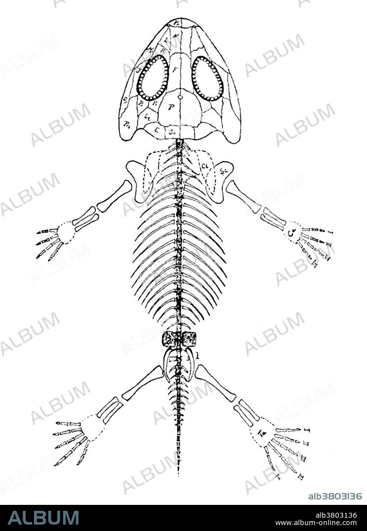 Amphibamus, Cenozoic Amphibian