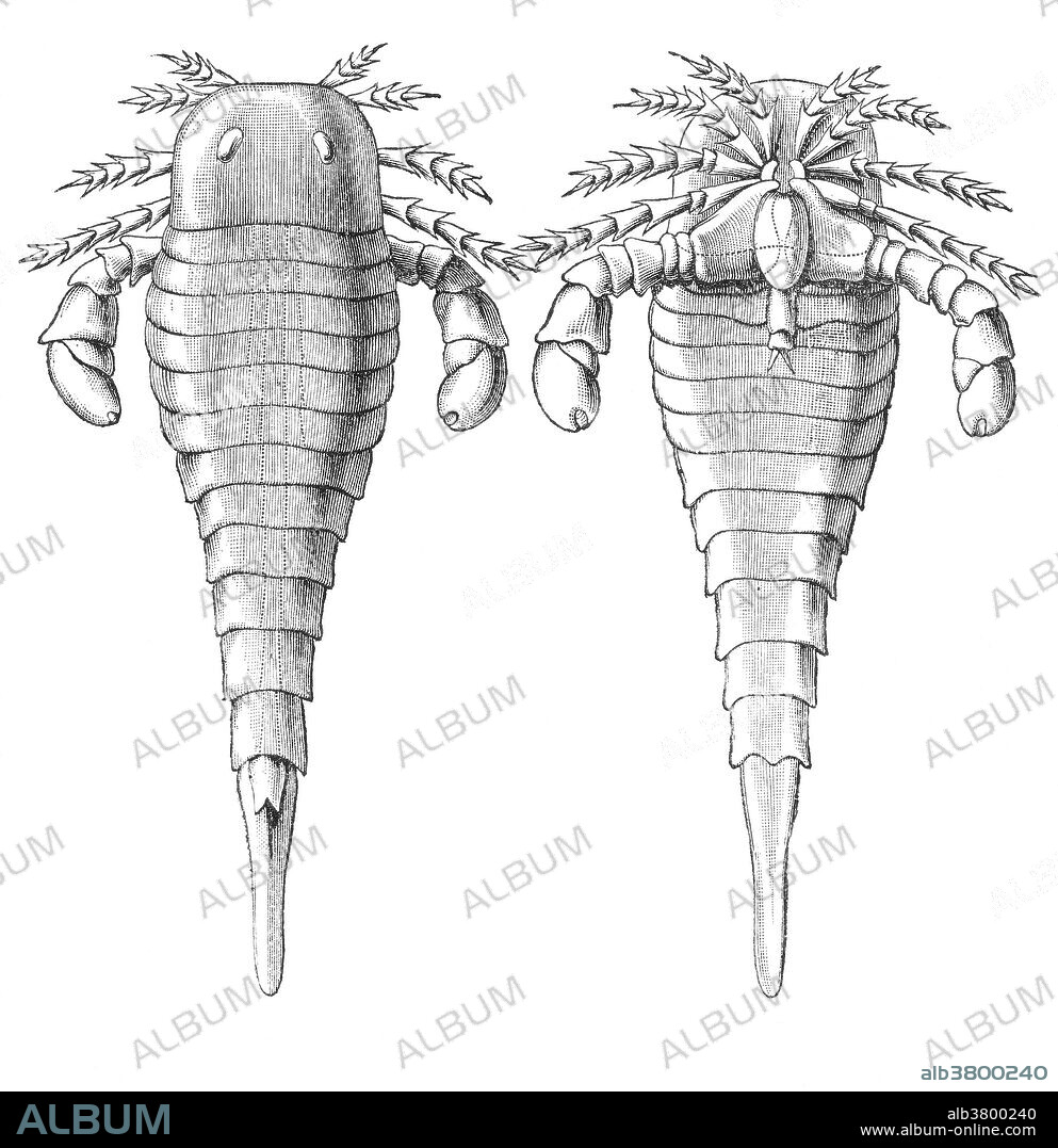 Silurian Eurypterid