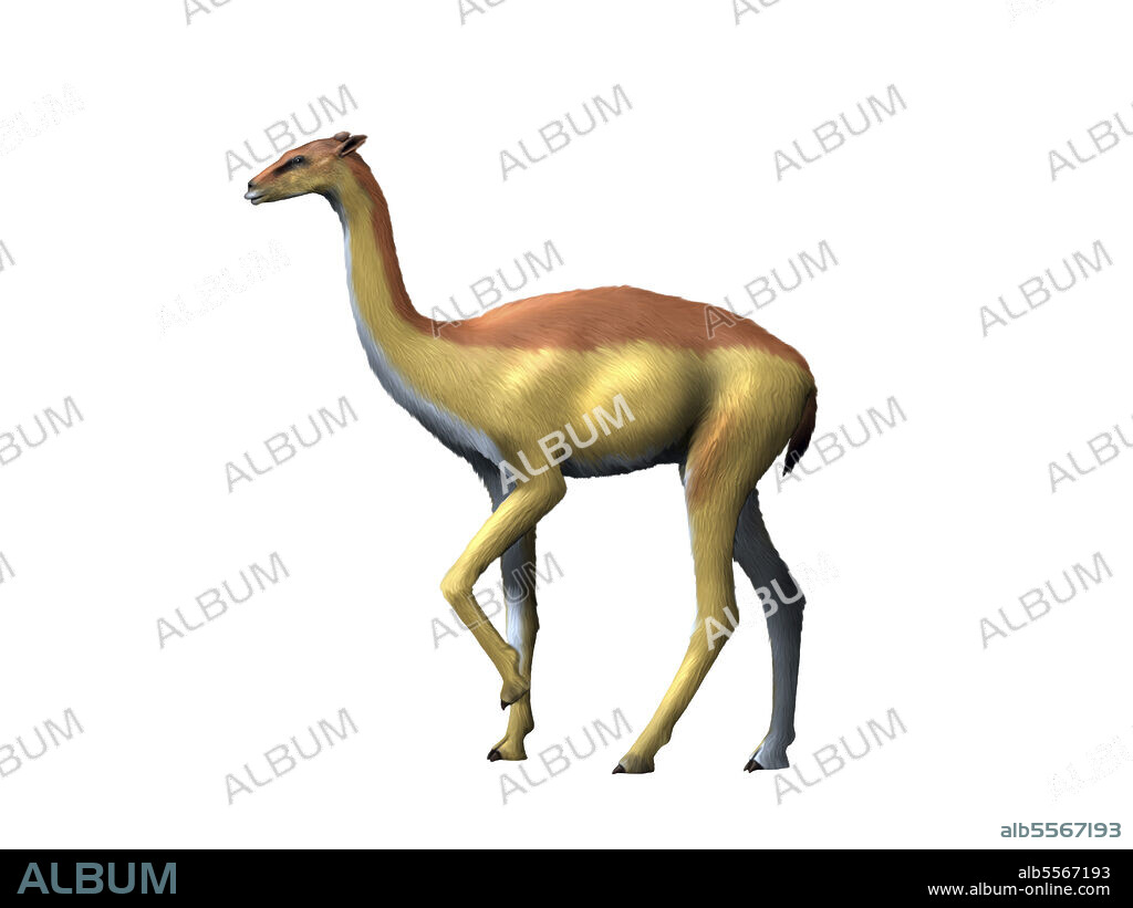 Aepycamelus giraffinus, camel, Miocene of Colorado.