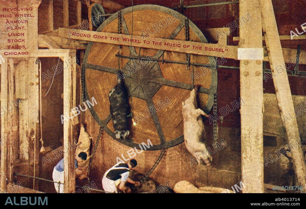 Revolving hog wheel, Armour Plant, Union Stock Yards, Chicago, Illinois, USA, 1915. Postcard showing workers attaching hogs by their legs to a giant wooden wheel as part of the slaughtering process. Because of its status as a major rail hub between the Great Plains and the major markets on the East Coast, Chicago became the centre of the American livestock and meat industry.