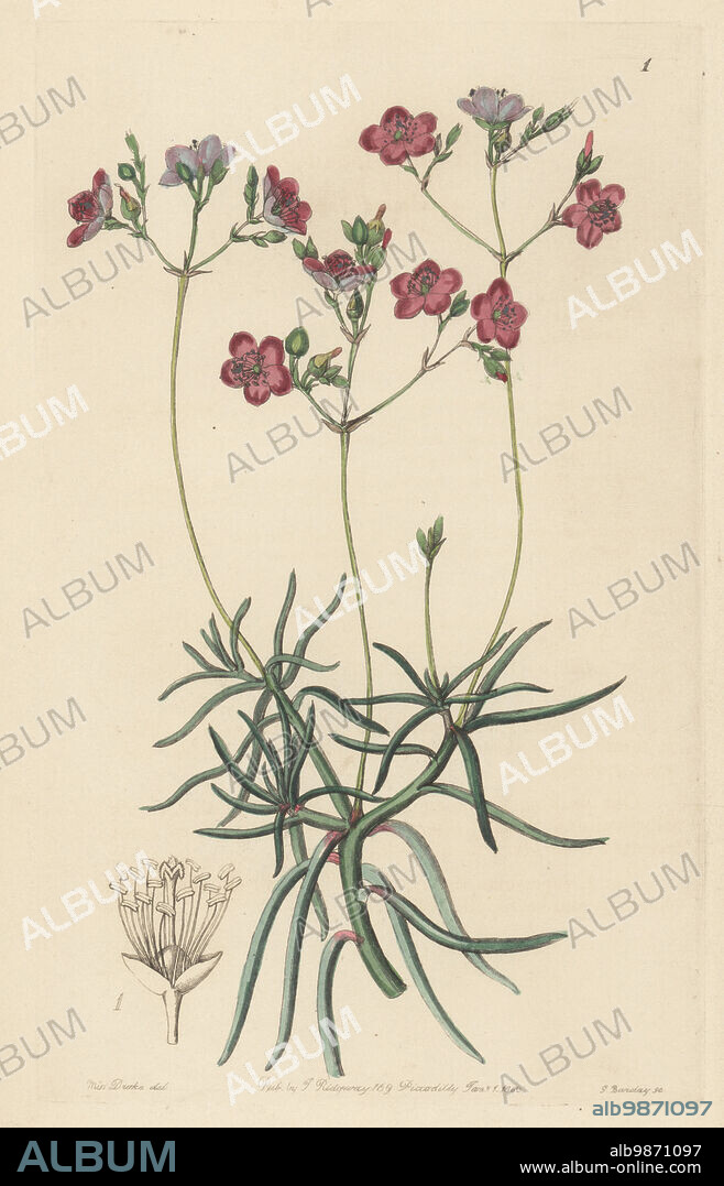 Quill fameflower, Phemeranthus teretifolius. Slender-leaved talinum, Talinum teretifolium. Handcoloured copperplate engraving by George Barclay after a botanical illustration by Sarah Drake from Edwards Botanical Register, continued by John Lindley, published by James Ridgway, London, 1843.