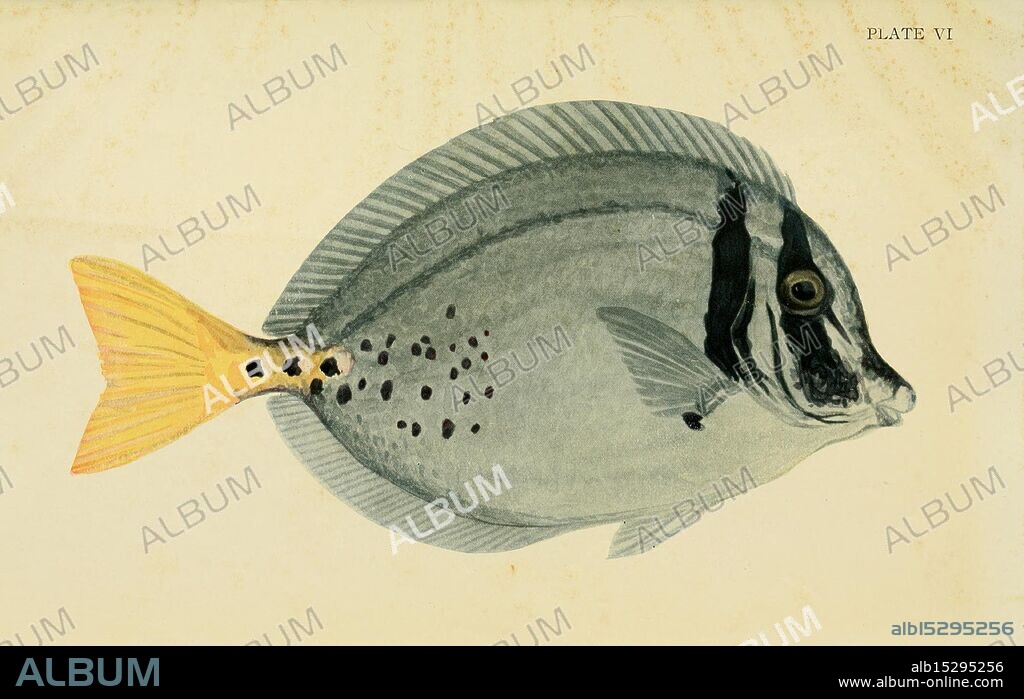 The Arcturus Adventure, New York, 1926, Arcturus ship, Cocos Island Costa Rica, description and travel, Galapagos Islands, marine animals, scientific expeditions, Woods Hole, Prionurus punctatus,, This illustration features a distinctive fish, showcasing its unique shape and coloring. The fish displays a flattened body typical of members of its family, with a prominent dorsal fin and striking markings that include spots and stripes across its surface. The coloration transitions smoothly from a pale body to a vibrant yellow tail, adding visual interest. Its large, expressive eye is set above a mouth positioned on one side, characteristic of species adapted to a benthic lifestyle. The overall composition highlights the fish's anatomy and intricate details, capturing the beauty of marine life.
