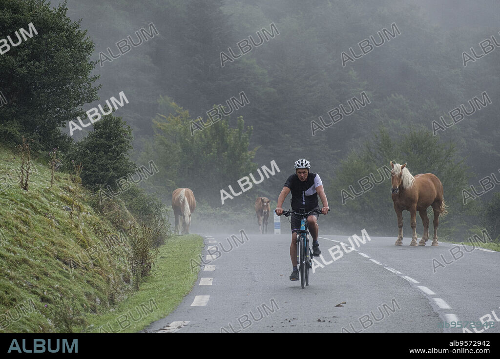 ciclista entre un rebaño de caballos, carretera Isaba-Francia, valle de Belagua, Isaba, Navarra, Spain, Europe.