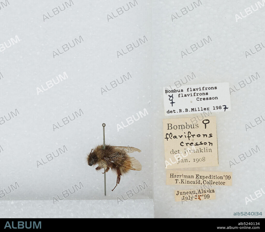 Juneau, Alaska, United States, Bombus (Pyrobombus) flavifrons Cresson, 1863, Animalia, Arthropoda, Insecta, Hymenoptera, Apidae, Apinae.
