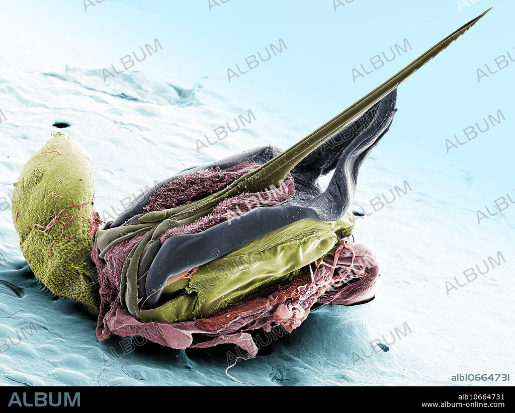 Scanning electron microscope image of a Honey Bee Stinger, (Apis mellifera). The large sack on the left produces the poison. Once the barbs are set into the victim, the poison flows between the two blades of the stinger. Magnification: x50 when printed at 10 centimetres wide.