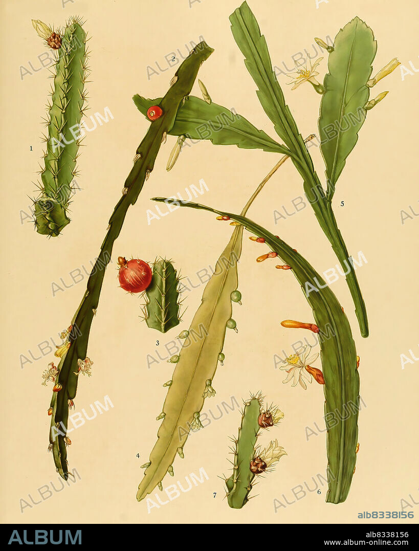 Kakteen und Sukkulenten, 1. Pfeiffera ianthothele, 2. Lepismium cruciforme, 3. Pfeiffera ianthothele, 4. Rhipsalis jamaicensis, 5. Pseudorhipsalis alata, 6. Pseudorhipsalis himantoclada, 7. Pfeiffera ianthothele, historical, digital improved reproduction of an original from the 19th century / digital restaurierte Reproduktion einer Originalvorlage aus dem 19. Jahrhundert, genaues Originaldatum nicht bekannt.