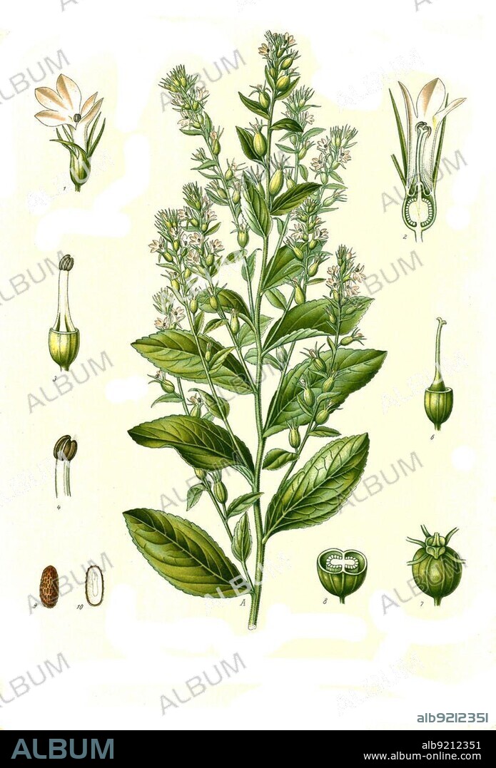 Medicinal plant, Indian tobacco (Lobelia inflata), also puke weed, plant species from the bellflower family, Historical, digitally restored reproduction from a 19th century original.