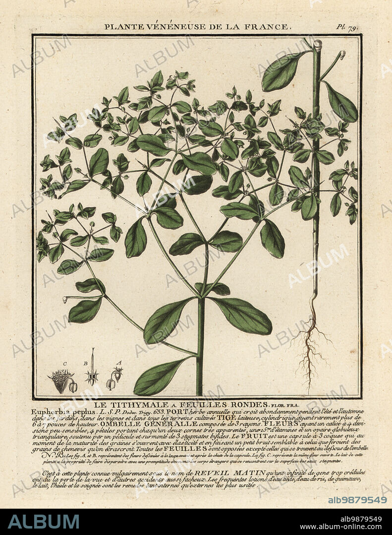 Petty spurge, radium weed, cancer weed or milkweed, Euphorbia peplus. Le tithymale a feuilles rondes. Copperplate engraving printed in three colours by Pierre Bulliard from his Herbier de la France, ou collection complete des plantes indigenes de ce royaume, Didot jeune, Debure et Belin, 1780-1793.