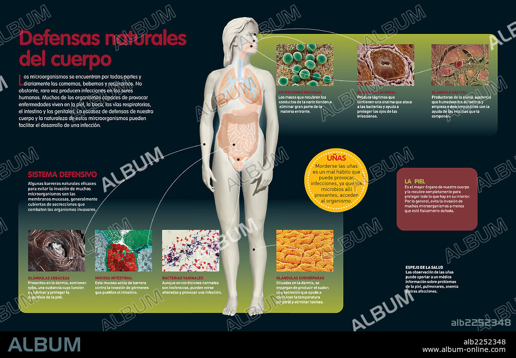 Defensas naturales del cuerpo. Infografía que describe cuáles son las barreras naturales del cuerpo que lo defienden de posibles infecciones.