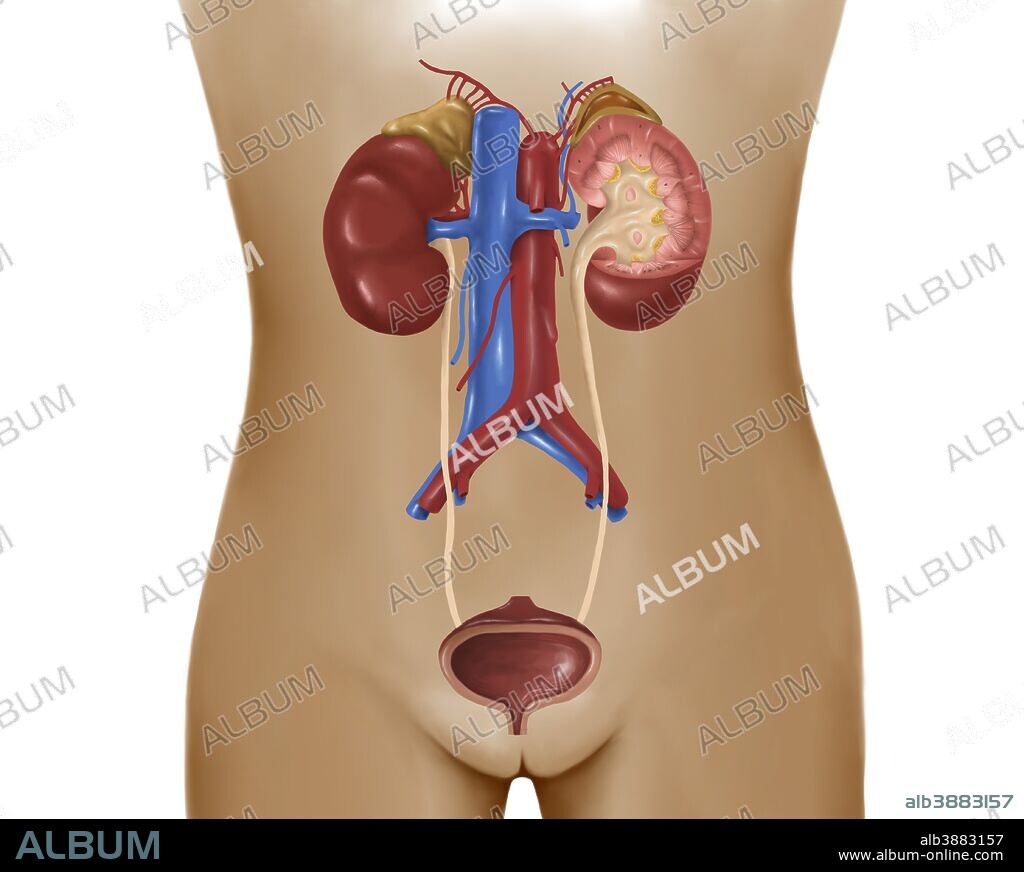 Anatomy of female urinary system.