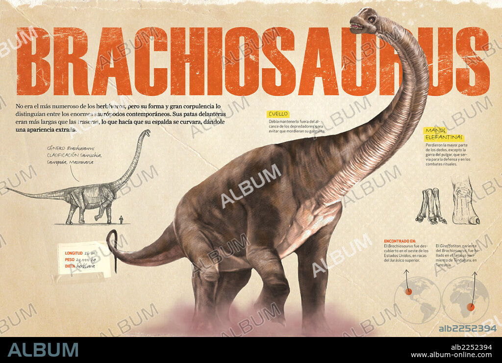 Brachiosaurus. Infografía que presenta algunas características anatómicas del Brachiosaurus y las zonas donde se hallaron fósiles de este dinosaurio herbívoro del Jurásico.