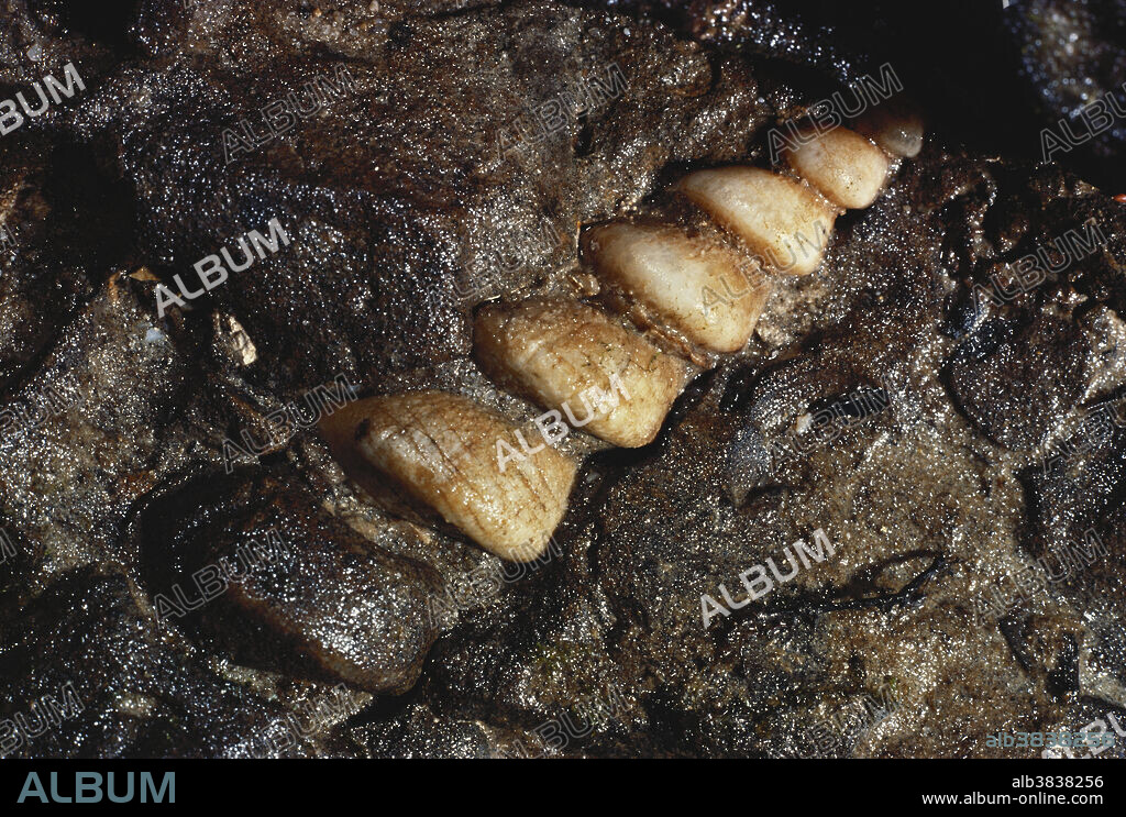 Turritella fossil from the Eocene Epoch in a stream bank in the Doncaster Forest, Massachusetts.