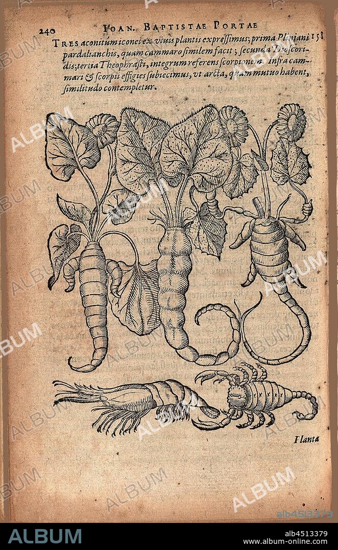 Plants with scorpion-shaped roots, Illustration of plants with scorpion-shaped roots from the 16th century, Fig. 2, p. 240, 1591, Giambattista Della Porta: Phytognomonica Io. Baptistae Portae [...] octo libris contenta: in quibus nova, facillimaque affertur methodus, qua plantarum, animalium, metallorum; rerum denique omnium ex prima extimae faciei inspectione quius abditas vires assequatur. Liber IIII. Francofurti [Frankfurt am Main]: apud Ioannem Wechelum & Petrum Fischerum consortes, 1591.