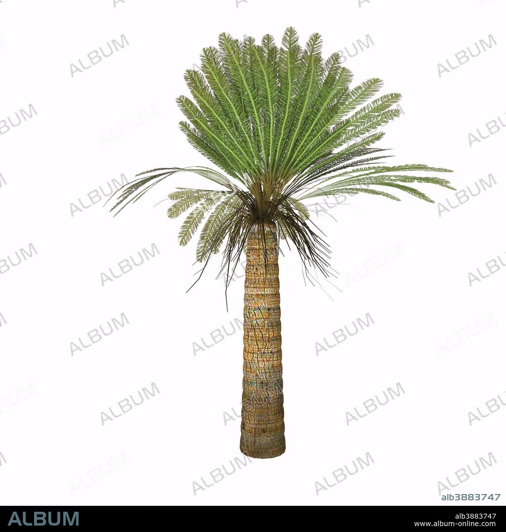Cycad plant on white background. Cycads vary in size from having trunks only a few centimeters to several meters tall. They typically grow very slowly and live very long, with some specimens known to be as much as 1,000 years old.