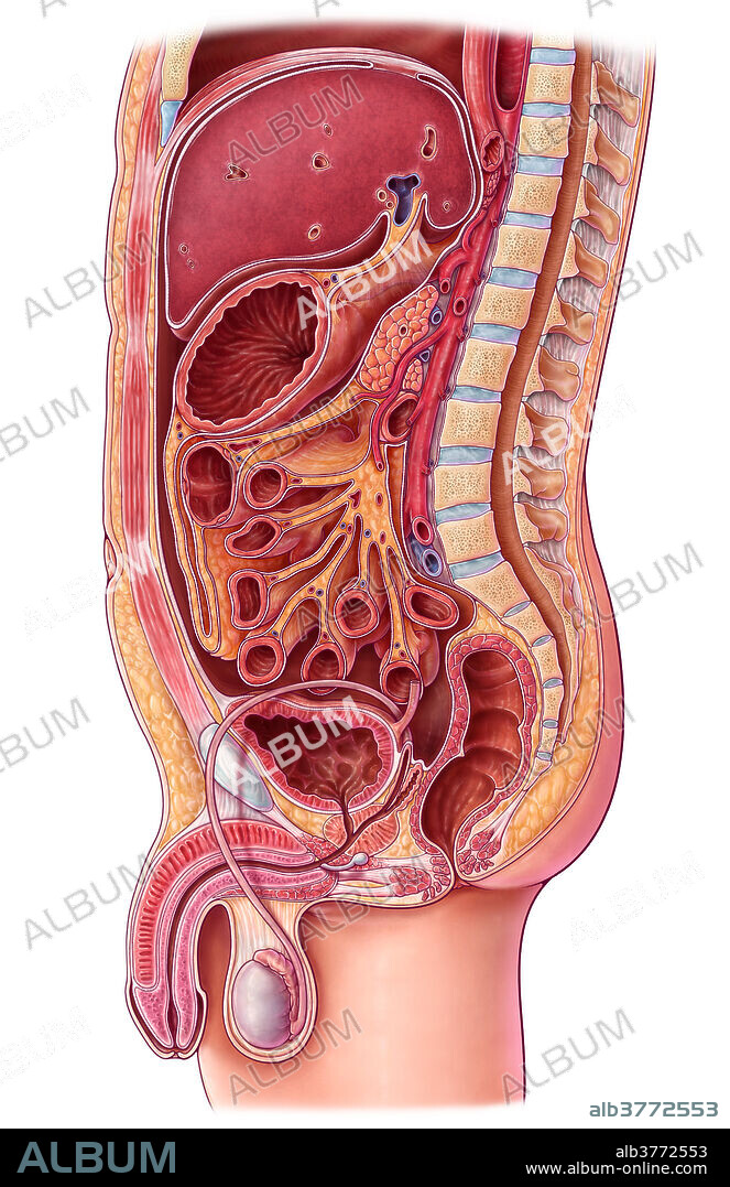Abdominal Organs, Illustration
