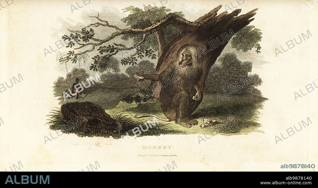 Chacma baboon teasing a Black man with his own food in South Africa. According to German naturalist Peter Kolbe, the ursine baboon, Papio ursinus, steals food from humans and sits eating it, sometimes offering it to him. Handcoloured copperplate engraving from Reverend Thomas Smiths The Naturalists Cabinet, or Interesting Sketches of Animal History, Albion Press, James Cundee, London, 1806. Smith, fl. 1803-1818, was a writer and editor of books on natural history, religion, philosophy, ancient history and astronomy.