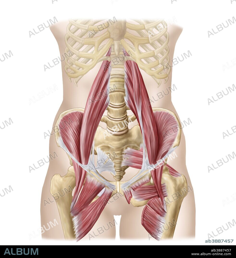 Anatomy of iliopsoa, often referred to as the dorsal hip muscles. These muscles are distinct in the abdomen.