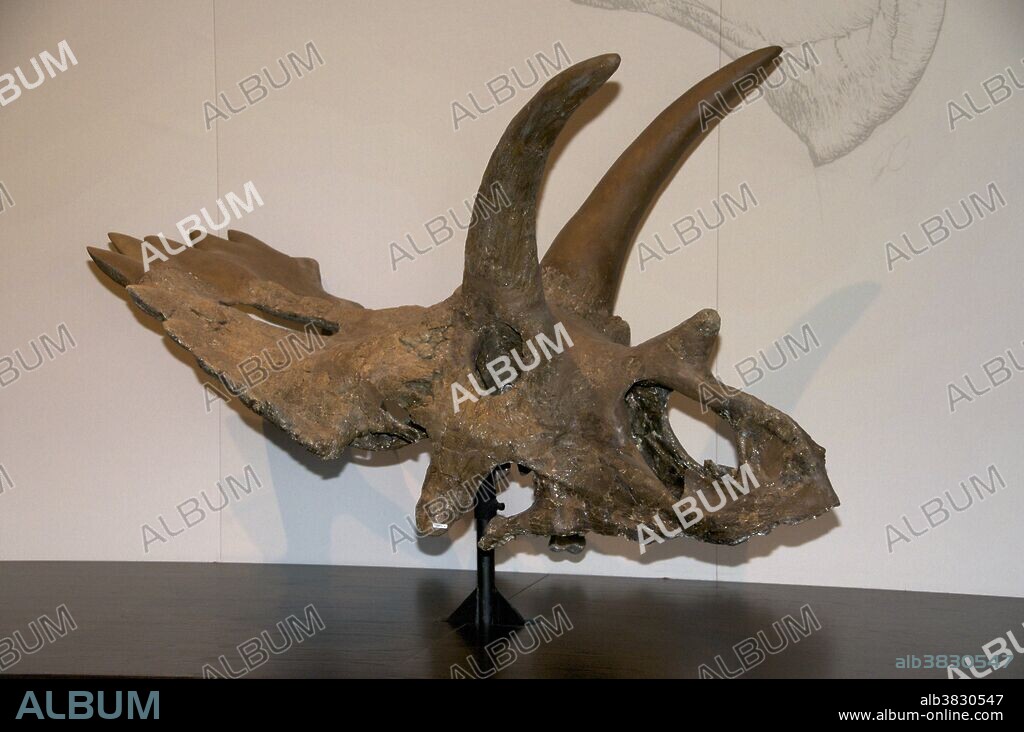 Skull of Anchiceratops ornatus, first discovered along the Red Deer River, in Alberta, Canada, in 1912. Anchiceratops is a genus of chasmosaurine ceratopsid dinosaur from the Late Cretaceous Period of western North America. Like other ceratopsids, it was a quadrupedal herbivore with three horns on its face, a parrot-like beak, and a long frill extending from the back of its head. The two horns above the eyes were longer than the single horn on its snout, as in other chasmosaurines. Anchiceratops approached 20 feet (6 m) in length. Royal Tyrrell Museum, Alberta, Canada.