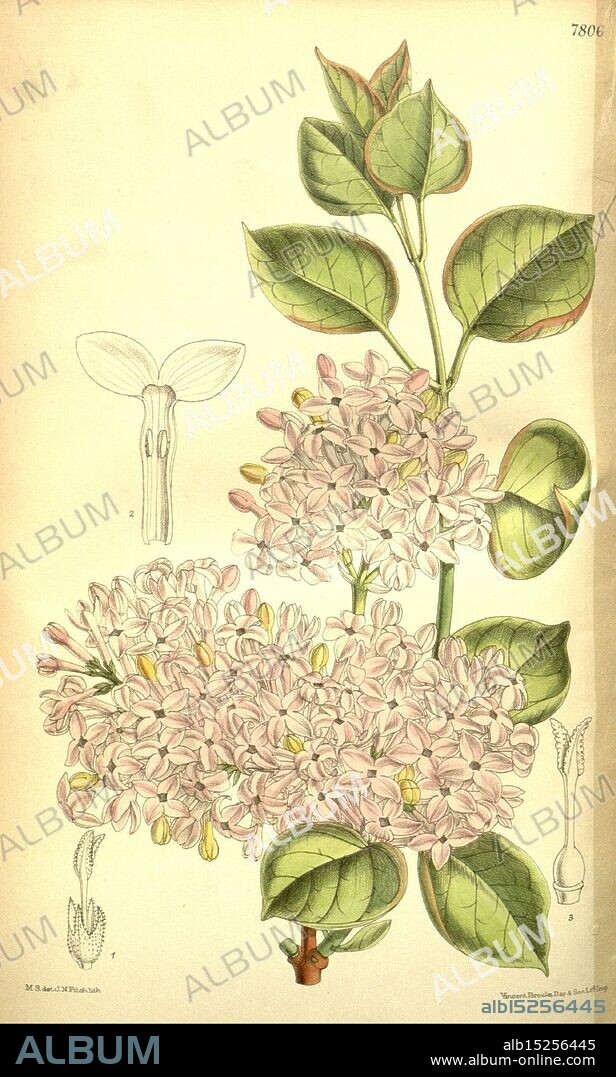 Curtis's Botanical Magazine, London, New York, botanical illustration, botany, periodicals, pictorial works, plants ornamental, Curtis, This illustration showcases a botanical study of a flowering plant characterized by its delicate clusters of small, pale pink blossoms. The detailed depiction includes various parts of the plant: the main stem adorned with vibrant green, oval-shaped leaves, alongside labeled drawings of flowers and floral structures. The intricate design highlights the beauty and complexity of floral anatomy, providing viewers with an informative glimpse into the plant's features and structure. The arrangement emphasizes both the elegance of the flowers and the lushness of the leaves, making it a noteworthy example of botanical art.