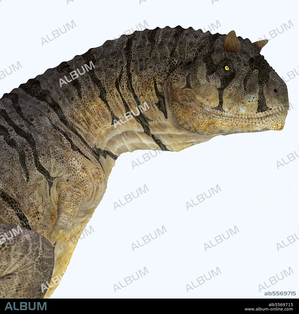 Carnotaurus dinosaur head. Carnotaurus was a carnivorous theropod dinosaur that lived in Patagonia, Argentina during the Cretaceous Period.