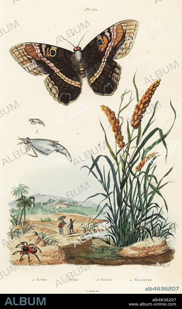 Black witch moth, Ascalapha odorata 1, ladybird spider, Eresus kollari or Eresus sandaliatus 2, zooplankton, Erichtus vitreus 3, and Cayenne grass, Eriochrysis cayennensis 4. Planter with African enslaved person in a field. Eribe, Erese, Erichte, Eriochrysis. Handcoloured steel engraving by Pfitzer after an illustration by A. Carie Baron from Felix-Edouard Guerin-Meneville's Dictionnaire Pittoresque d'Histoire Naturelle (Picturesque Dictionary of Natural History), Paris, 1834-39.