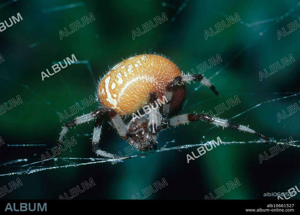 Shamrock spider (Araneus trifolium) in Ogden, Utah.
