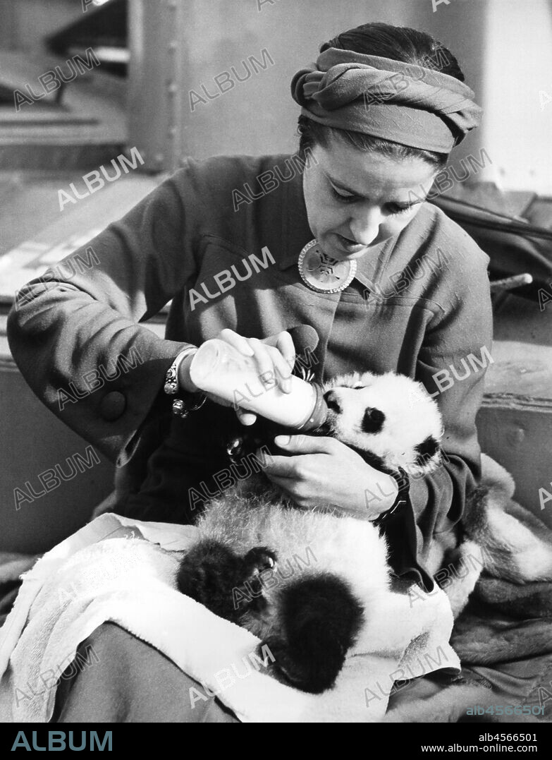 San Francisco, California,  December 18, 1936 Socialite and explorer Ruth Harkness feeding the only panda in captivity uopon her arrival with Su-Lin in San Francisco. She captured the panda when it was about a week old near the Tibetan border in China.